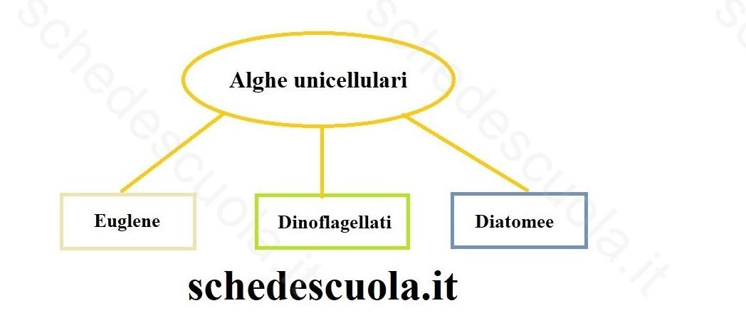 Alghe unicellulari
