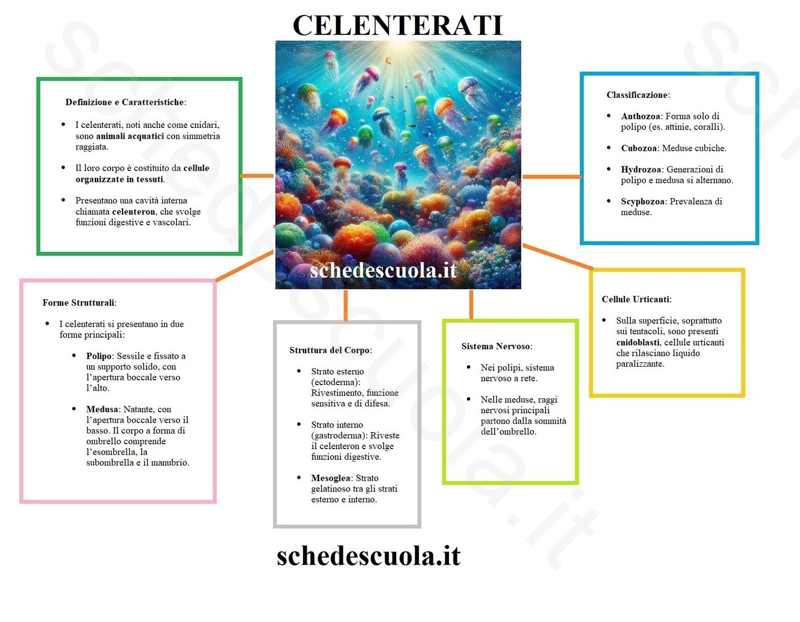 Celenterati 